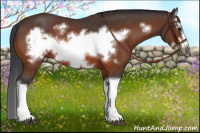 Horse Color:Bay Splash Frame Rabicano 