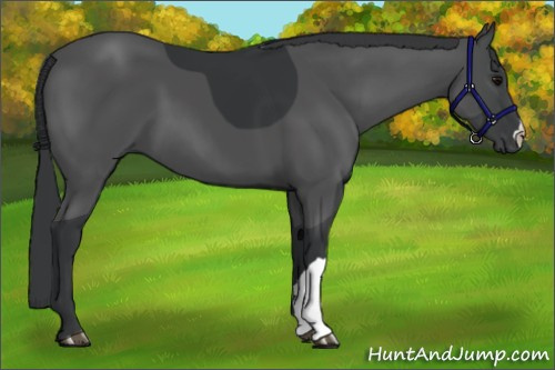 Horse Color:Black 