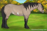 Horse Color:Unknown 