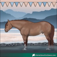 Horse Color:Chocolate Brown Dun 