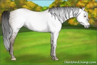 Horse Color:Gray Sable Champagne 