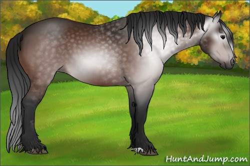 Horse Color:Gray Bay 