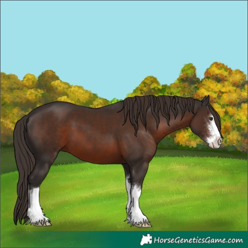 Horse Color:White Spotted Liver Chestnut