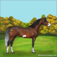 Horse Color:Bay Splash Frame Rabicano 