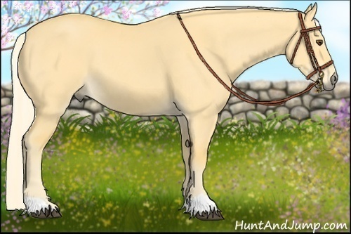 Horse Color:Palomino Dun