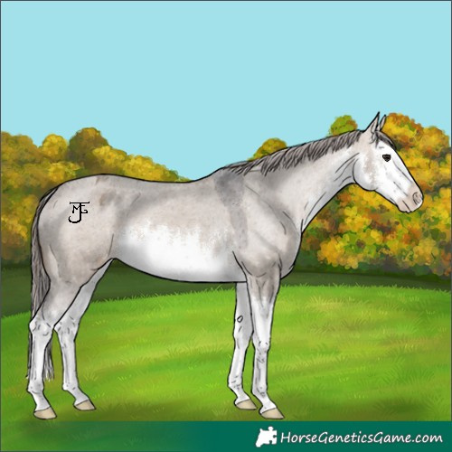 Horse Color:White Spotted Brown Dun Splash Appaloosa 