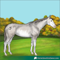 Horse Color:White Spotted Brown Dun Splash Appaloosa 