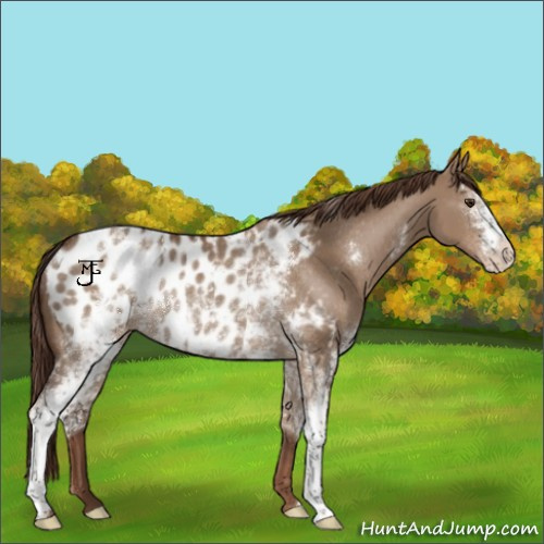 Horse Color:White Spotted Liver Red Dun Appaloosa Rabicano 