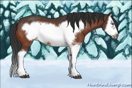 Horse Color:Bay Splash Frame Rabicano 