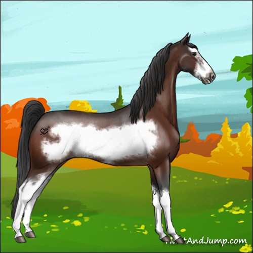 Horse Color:Brown Splash Frame Rabicano