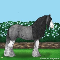 Horse Color:Blue Roan Splash 