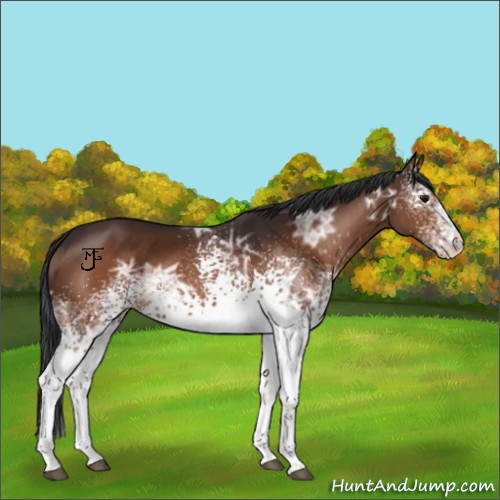 Horse Color:White Spotted Bay Ice 