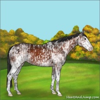 Horse Color:Bay Ice Sabino Near Leopard  and White Spotted Bay Ice 
