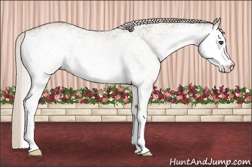 Horse Color:White Spotted Silver Grullo 