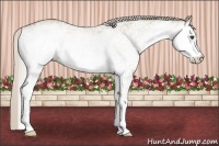Horse Color:White Spotted Silver Grullo 