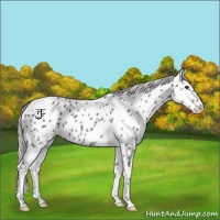Horse Color:Silver Brown Ice Splash Appaloosa Rabicano 