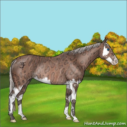 Horse Color:Silver Bay Ice Sabino Splash Rabicano 