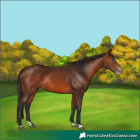 Horse Color:Bay Splash Frame Rabicano