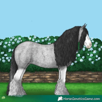 Horse Color:Blue Roan Splash 