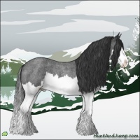 Horse Color:Blue Roan Splash 