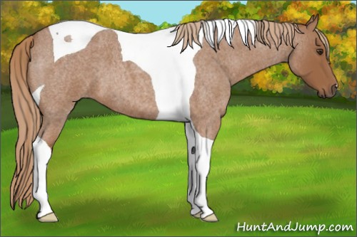 Horse Color:Red Roan Tobiano