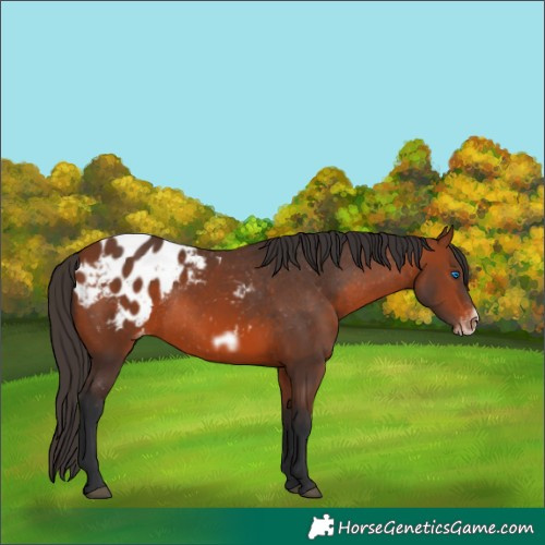 Horse Color:Bay Frame Appaloosa Rabicano 