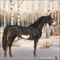 Horse Color:Liver Chestnut Frame 
