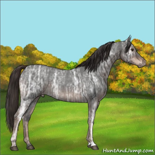 Horse Color:Liver Red Ice Roan 