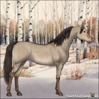 Horse Color:Liver Red Dun 