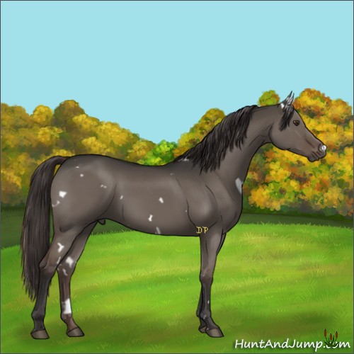 Horse Color:White Spotted Liver Red Dun
