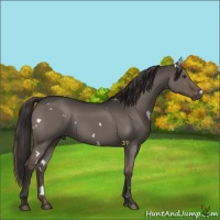 Horse Color:White Spotted Liver Red Dun 