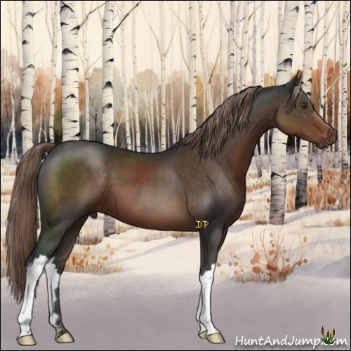 Horse Color:Liver Chestnut 