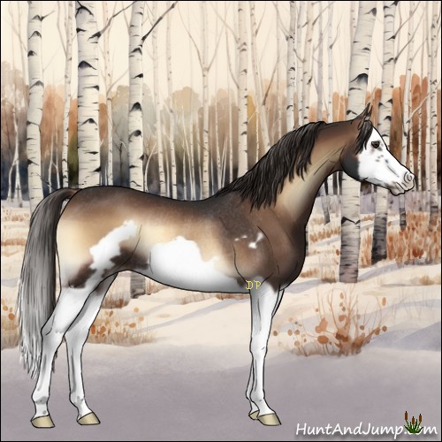 Horse Color:Liver Red Onyx Splash Frame Rabicano 