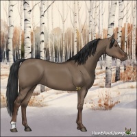 Horse Color:Liver Red Dun 
