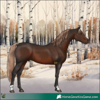 Horse Color:Liver Chestnut 