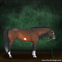 Horse Color:Bay Splash Frame Rabicano