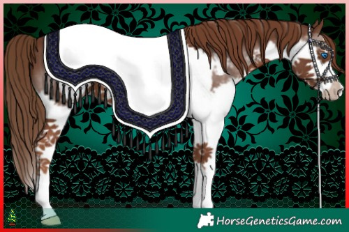 Horse Color:Liver Chestnut Splash Frame 