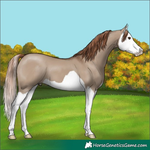 Horse Color:Liver Red Dun Splash 