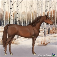 Horse Color:Liver Chestnut 