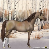 Horse Color:Liver Red Dun 