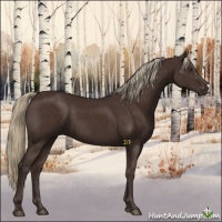 Horse Color:Liver Chestnut 