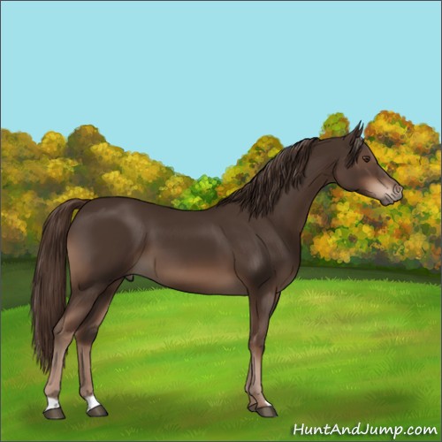 Horse Color:Liver Chestnut 