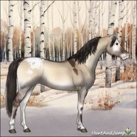 Horse Color:Liver Red Dun Onyx Appaloosa 