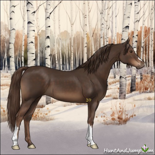 Horse Color:Liver Chestnut 