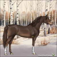 Horse Color:Liver Chestnut 