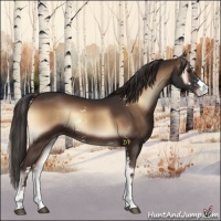 Horse Color:Liver Red Onyx Sabino 