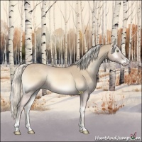 Horse Color:Cremello Onyx Sabino
