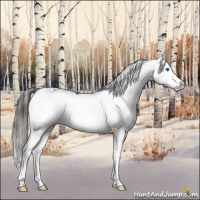 Horse Color:Liver Chestnut Sabino Splash