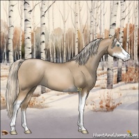 Horse Color:Chocolate Palomino Pearl Sabino 