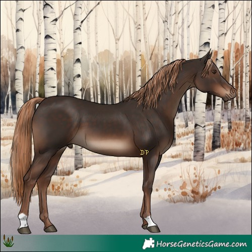 Horse Color:Liver Chestnut 